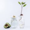 Twee vaasjes gevuld met water waarop de kweekschaaltjes liggen en een avocadopit