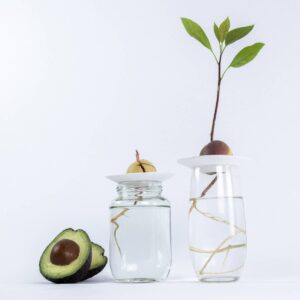 Twee vaasjes gevuld met water waarop de kweekschaaltjes liggen en een avocadopit