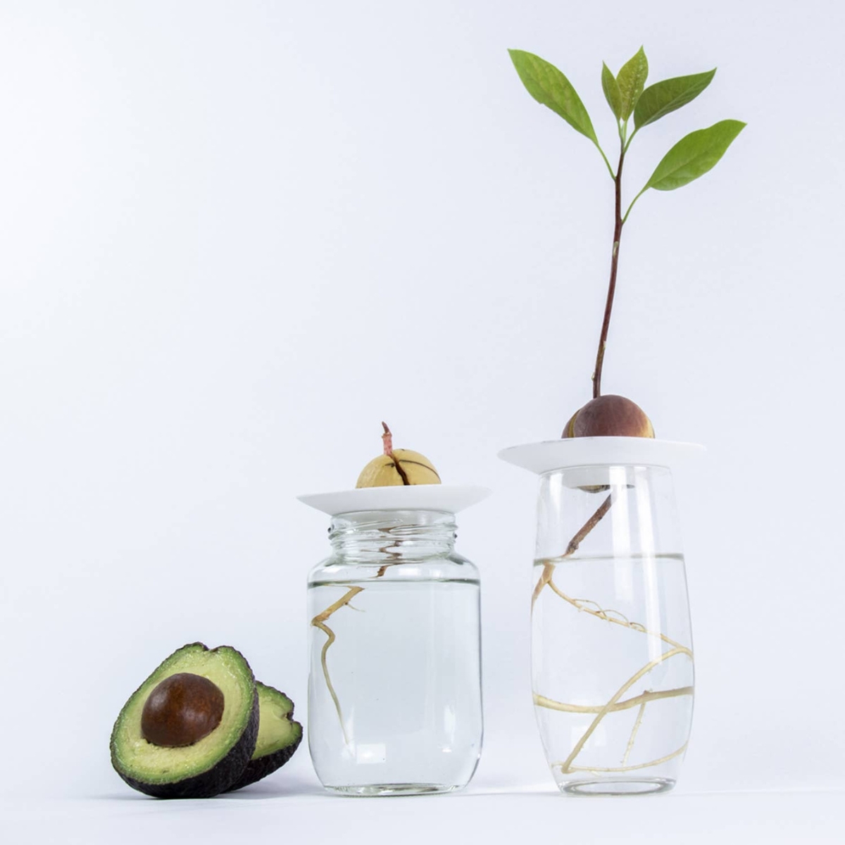 Twee vaasjes gevuld met water waarop de kweekschaaltjes liggen en een avocadopit