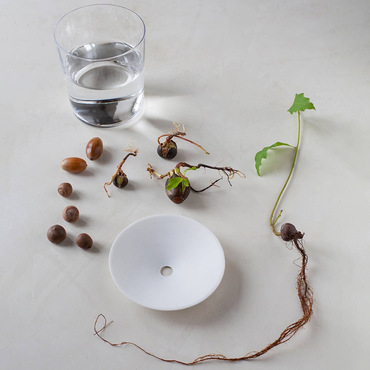 Kweekschaaltje maat L van botanopia. met hazelnoten