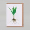 Wenskaart Aloevera productfoto liggend op envelop