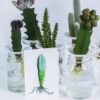 Wenskaart staand met een pilosocereus cactus in aquarelle voor 3 echte cactussen