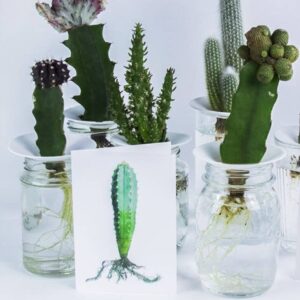 Wenskaart staand met een pilosocereus cactus in aquarelle voor 3 echte cactussen