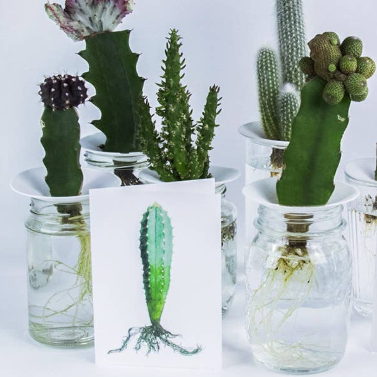 Wenskaart staand met een pilosocereus cactus in aquarelle voor 3 echte cactussen